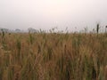 Wheat field harvesting Wheat Field Village Yellows Green wheat in the filed during sunset