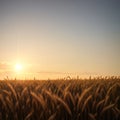 The wheat field has ears of golden wheat close up. Royalty Free Stock Photo