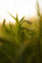 a wheat field that has a few green ears growing in it Royalty Free Stock Photo