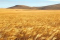 Wheat Field With Hills in the Background Royalty Free Stock Photo