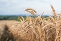 Wheat field Royalty Free Stock Photo