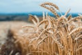 Wheat field Royalty Free Stock Photo