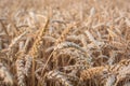 Wheat field Royalty Free Stock Photo