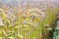 Wheat field