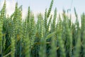 Wheat field image. View on fresh ears of young green wheat