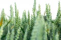 Wheat field image. View on fresh ears of young green wheat