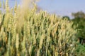 Wheat field image. View on fresh ears of young green wheat and on nature in spring summer field Royalty Free Stock Photo