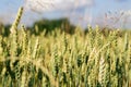 Wheat field image. View on fresh ears of young green wheat and on nature in spring summer field Royalty Free Stock Photo