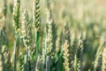 Wheat field image. View on fresh ears of young green wheat and on nature in spring summer field Royalty Free Stock Photo