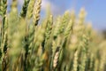 Wheat field image. View on fresh ears of young green wheat and on nature in spring summer field Royalty Free Stock Photo