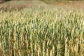 Wheat field image. View on fresh ears of young green wheat and on nature in spring summer field Royalty Free Stock Photo