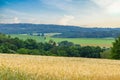 Wheat field in June. Forest and sky in the background Royalty Free Stock Photo