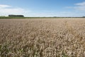 Wheat field just before the harvest Royalty Free Stock Photo