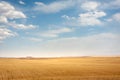 Wheat field in Kurdistan province, iran