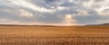 Wheat field in Kurdistan province, iran