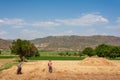 Wheat field in Kurdistan province, iran