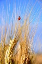 Wheat field and ladybug. nature concept Royalty Free Stock Photo