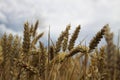 Wheat Field with Ladybug under cloudy sky Royalty Free Stock Photo