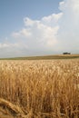 Wheat field landscape