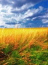 Wheat, field and landscape with clouds in sky for wellness, nature and countryside for harvest. Grass, straw and golden
