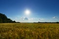 Wheat field landscape in the evening, beautiful nature in summer and bright sun Royalty Free Stock Photo