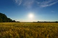 Wheat field landscape in the evening, beautiful nature in summer and bright sun Royalty Free Stock Photo