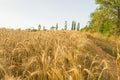 Wheat field Royalty Free Stock Photo