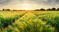 Wheat field landscape with path in the sunset time Royalty Free Stock Photo