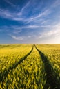 Wheat field landscape with path in the sunset time Royalty Free Stock Photo