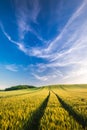 Wheat field landscape with path in the sunset time Royalty Free Stock Photo