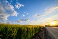 Wheat field landscape with path before the sunset time Royalty Free Stock Photo