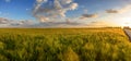 Wheat field landscape with path before the sunset time Royalty Free Stock Photo