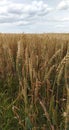 Wheat field with large spikes