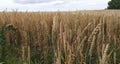 Wheat field with large spikes