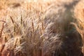 Wheat field in late afternoon, ears of wheat in the field Royalty Free Stock Photo