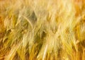 Wheat field in late afternoon Royalty Free Stock Photo