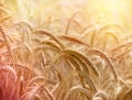 Wheat field in late afternoon Royalty Free Stock Photo