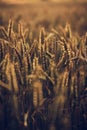 Wheat field in late sunset light