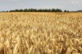 Wheat field lit by afternoon sun with forest in background. Royalty Free Stock Photo