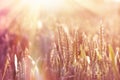 Wheat field lit by sunlight Royalty Free Stock Photo