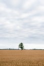 Wheat Field and Lonely Green Tree in Background. Royalty Free Stock Photo