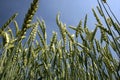 Wheat field in low angle view Royalty Free Stock Photo