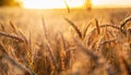 Wheat field macro in sunset light with golden bokeh