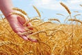 Wheat field and male hand holding cone in day Royalty Free Stock Photo