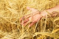 Wheat field and male hand holding cone in summer day Royalty Free Stock Photo