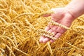 Wheat field and male hand holding cone in summer day Royalty Free Stock Photo