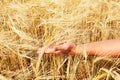 Wheat field and male hand holding cone in summer day Royalty Free Stock Photo