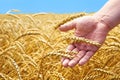 Wheat field and male hand holding cone in summer day Royalty Free Stock Photo