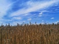 A wheat field in the Masurian village of Mietkie.