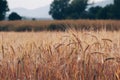 Wheat field in the middle of the forest Royalty Free Stock Photo